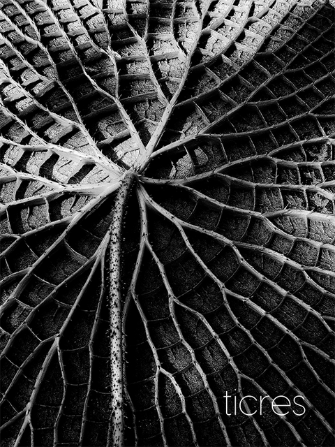 Lifelines of a Waterlily B&W | Stofftasche